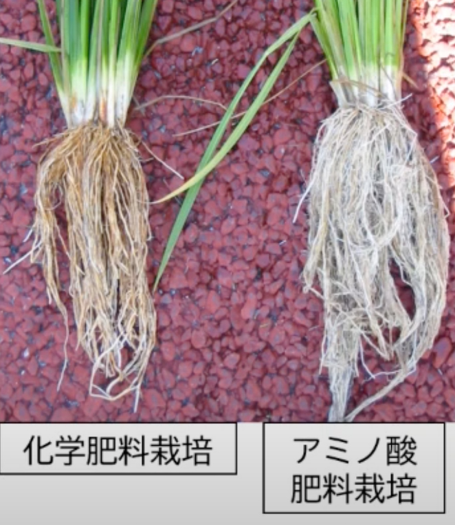 有機栽培の水稲で作られる白い根
