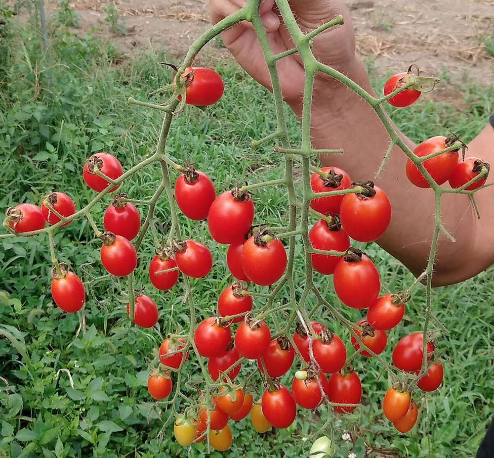 有機栽培BLOF理論で栽培したミニトマト／ありえない収穫量を実現