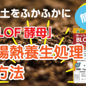 硬い土がふかふか！「BLOF酵母」／中熟堆肥＋BLOF酵母で太陽熱養生処理の方法