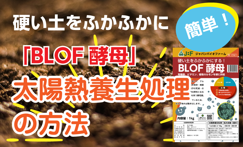 硬い土がふかふか！「BLOF酵母」／中熟堆肥＋BLOF酵母で太陽熱養生処理の方法
