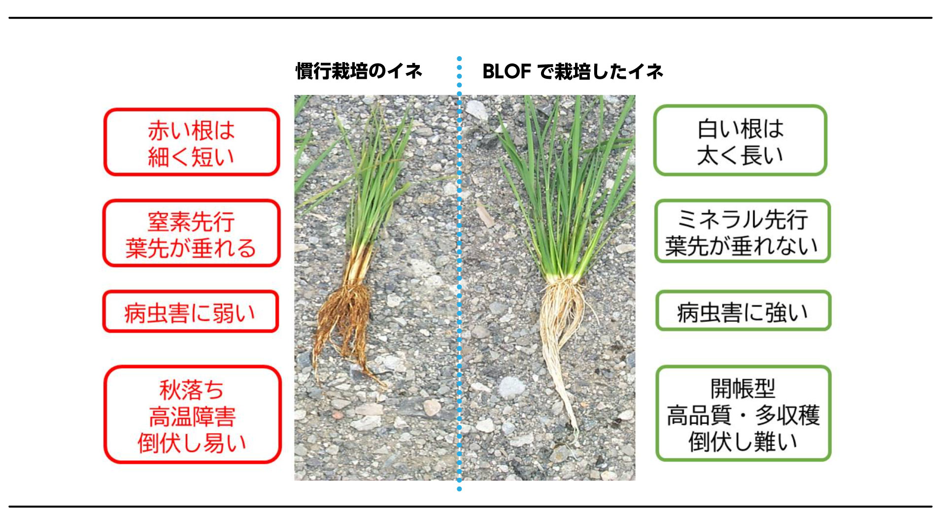 有機栽培の稲と慣行栽培の稲